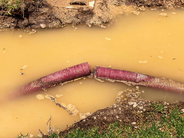 Best Mold removal after water damage  in Puxico, MO